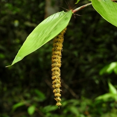 Pariana campestris