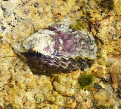 Saccostrea