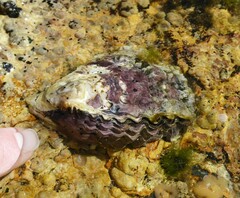 Saccostrea