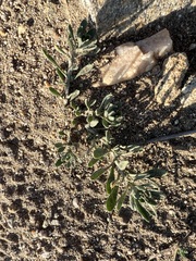 Odontarrhena obovata