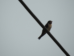 Hirundo rustica