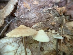 Entoloma conicum