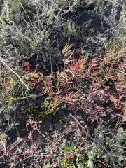Persicaria angustifolia