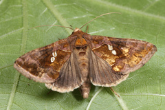 Chrysodeixis chalcites