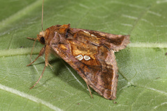 Chrysodeixis chalcites