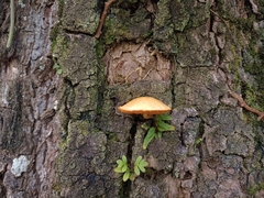 Gymnopilus