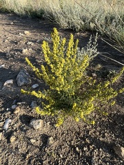 Artemisia palustris
