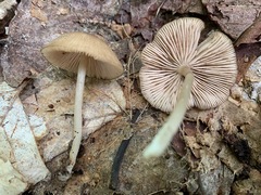 Entoloma fuscosquamosum