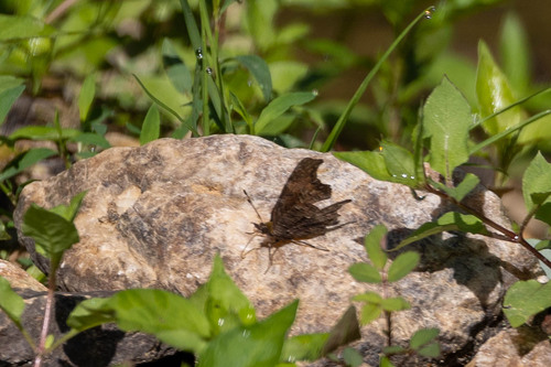 Gray Comma photo 5