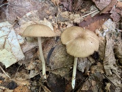 Entoloma fuscosquamosum