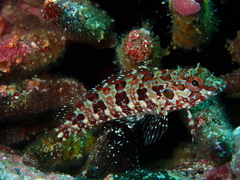 Gobioclinus dendriticus