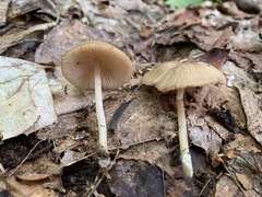 Entoloma fuscosquamosum