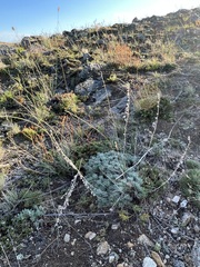 Artemisia cuspidata