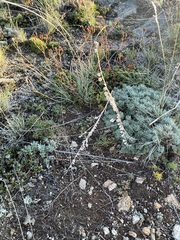 Artemisia cuspidata