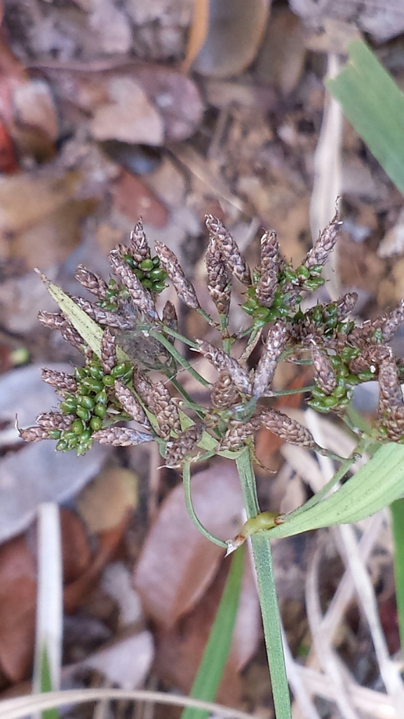 Hypolytrum mauritianum