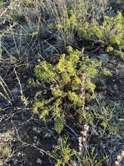 Pulsatilla tenuiloba
