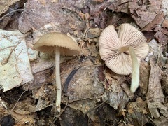 Entoloma fuscosquamosum