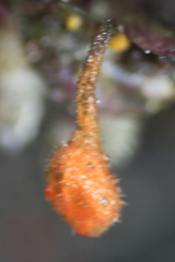 Boltenia villosa