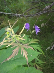 Aconitum delphiniifolium