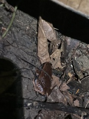 Hamptophryne boliviana