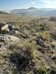 Ferulopsis hystrix
