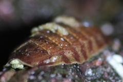 Tripoplax trifida