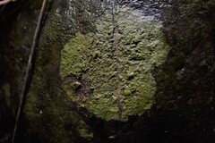 Caloplaca litoricola