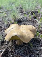 Boletus barrowsii