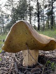 Boletus barrowsii