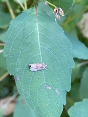 Phaecasiophora confixana