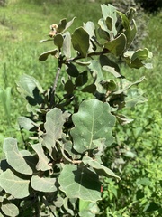 Quercus chihuahuensis