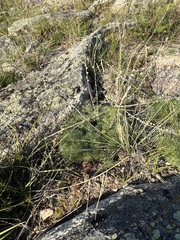 Artemisia cuspidata