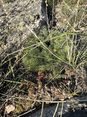 Artemisia cuspidata