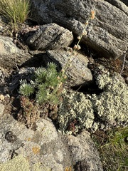 Artemisia cuspidata