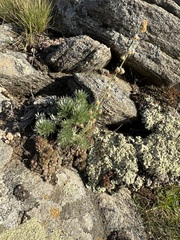 Artemisia cuspidata