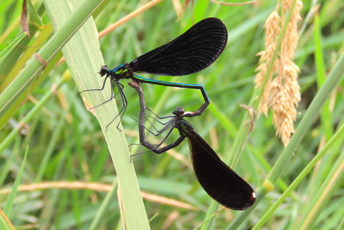 Ebony Jewelwing, photo 3 of 9