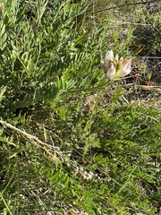 Astragalus austrosibiricus