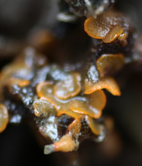 Primavelans insculpta