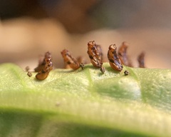 Eulophus