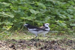 Motacilla alba alboides