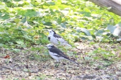 Motacilla alba alboides