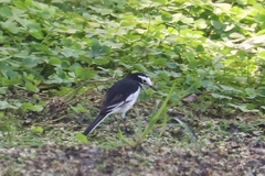 Motacilla alba alboides