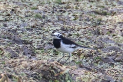 Motacilla alba alboides
