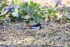 Motacilla alba alboides