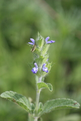 Salvia hirsuta
