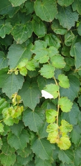 Parthenocissus tricuspidata