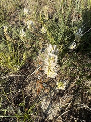 Astragalus austrosibiricus