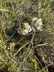 Astragalus austrosibiricus