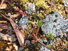 Erythranthe caespitosa