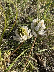 Astragalus austrosibiricus